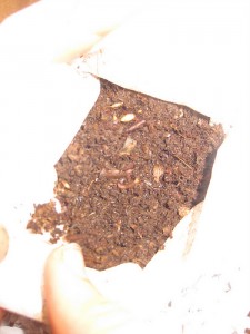 EdiesWorms1